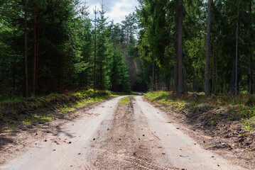 Spring forest road sunlight view. Road in autumn,spring,summer forest. Spring forest road urban path.