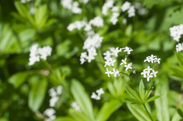 Galium odoratum; flowers in spring, close up shot