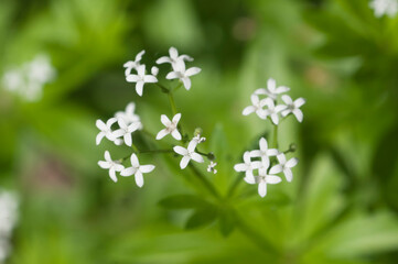 Galium odoratum; flowers in spring, close up shot