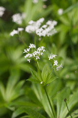 Fototapeta premium Galium odoratum; flowers in spring, close up shot