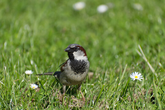 Hausspatzm&auml;nnchen im Gras
