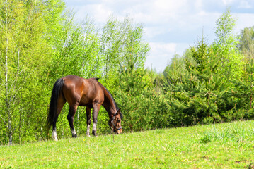 Magnificent graceful chestnut horse in meadow field.The horse eats the grass. Summer,spring sunny day.