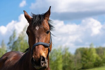 Obraz premium Portrait horse, brown closeup horse.Thoroughbred youngster posing on the green meadow summertime.Horse on summer nature.