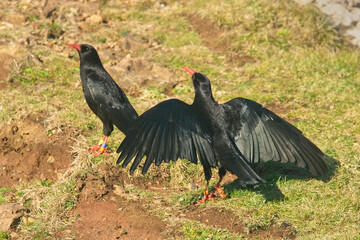 Red-billed Chough, (Pyrrhocorax pyrrhocorax) adult male displaying to a female, Cornwall, UK.