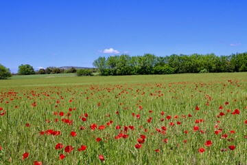 Les coquelicots et le blé