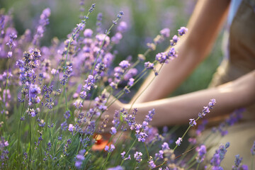 Selective focus of female hands gently collecting violet aromatic flowers in endless lavender field. Unrecognizable young female taking summer harvest outdoors, warm sunshine. Concept of nature.