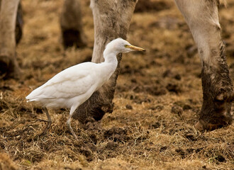 Cattle Egret, (Bubulcus ibis), adult in a field with cattle, Drift, Cornwall, UK.