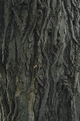 bark of a tree,texture