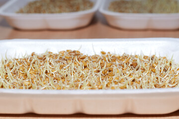 sprouted wheat in the box, sprouts for eating healthy food
