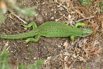 A rare Western Green Lizard, Lacerta Biliniata, (Viridis), warming up on the ground on a warm but...