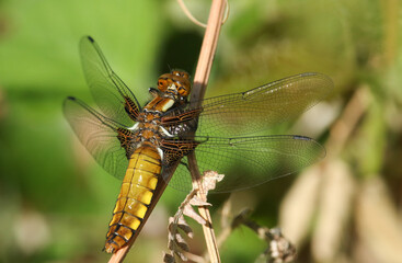 A Broad-bodied Chaser, Libellula depressa, perching on a bracken in woodland.	