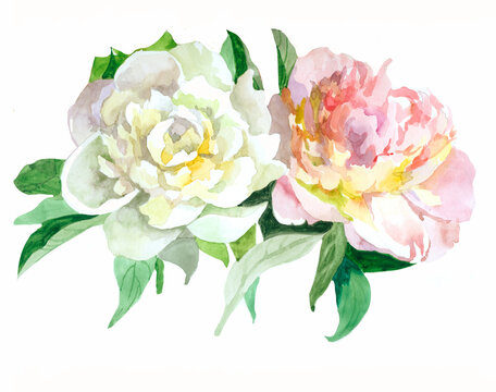White and pink peonies watercolor isolated on white background botanical illustration for all prints. Floral pattern.