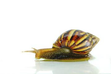 snail slither on table mirror and white background