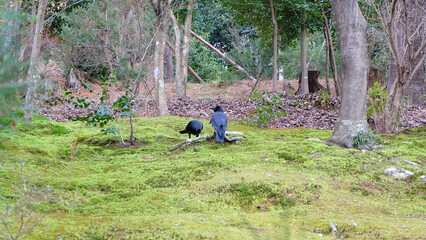 Two Japanese crows foraging on the ground with green grass, with trees and bushes in the background.