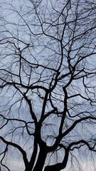 Bare tree with many branches, with a gloomy sky in the background.