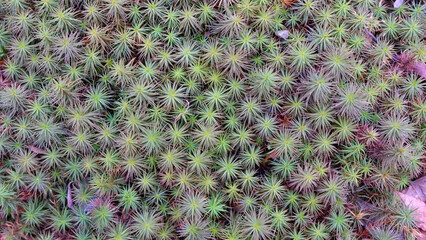 Top view of tiny little green plants with spiky leaves and star like appearance.