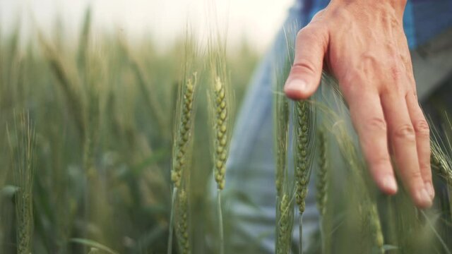 Agriculture. Hand of farmer worker touches green ears of wheat. Growing organic food in countryside. Agriculture concept Farmer hand on wheat germ. Farmer worker on green wheat field checks harvest