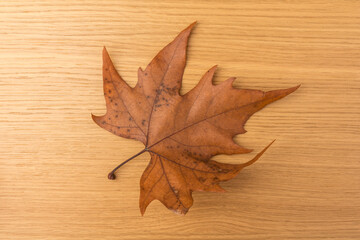 Naklejka na ściany i meble Autumn leaf close-up on wooden background. rich color background