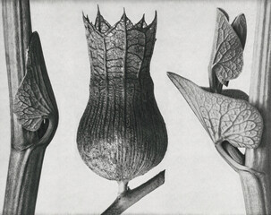Ristolochia Clematitis (Birthwort) enlarged 8 times,.Hyoscyamus Niger (Henbane) enlarged 10 times,.and Aristolochia Clematitis (Birthwort) enlarged 8 times - obrazy, fototapety, plakaty