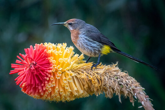 Gurney's sugarbird enjoying a red hot poker flower in the Drakensberg Mountains in South Africa.