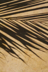 palm leaf shadow on warm natural stone