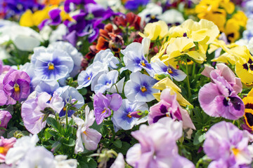 Summer background of pansy flowers blooming in the garden