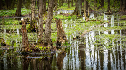 Rain in the riverside forest - Regen im Auenwald