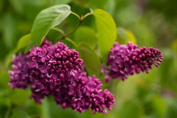 Blossoming pink and purple lilac branch, close-up with blur.