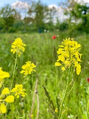Wild spring flowers between tall long green grass. A seasonal yellow blooms swaying in the wind on a sunny sunshine day. Blue sky and fluffy clouds on the horizon. Summer season concept ideas with