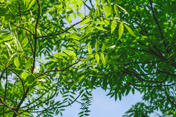 Green Leaves In The Garden. Nature Background