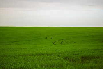 fresh green wheat field and grey sky in summer with automobile tracks