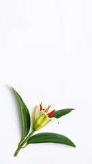 white lily bud with green leaves Copyspace for your text