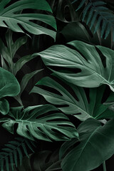 Fototapeta na wymiar Fresh natural green Monstera Deliciosa leaves