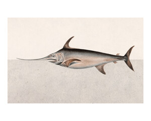 Swordfish vintage illustration wall art print and poster design remix from original artwork.
