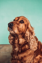 cocker spaniel dog