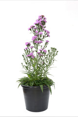 Beautiful purple flowers in a pot isolated on white background