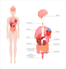 Human body internal organs. Vector anatomy infographic of structure of human organs. Icon set of brain, heart, stomach, kidneys, liver, lungs, intestines, bladder. Educational banner of female body