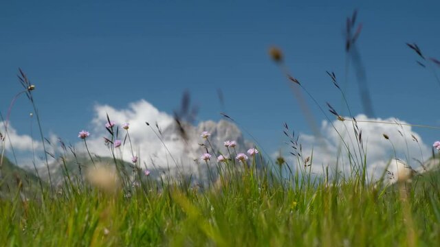 Soft focus shot of Gran Sasso peak through grass flowers and blossoms at Campo Imperatore upland, L'Aquila, Italy
