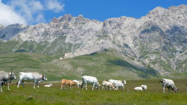 Cows herd grazing in a mountain flock at Campo Imperatore upland pan shot , L'Aquila ,  Abruzzo , Italy