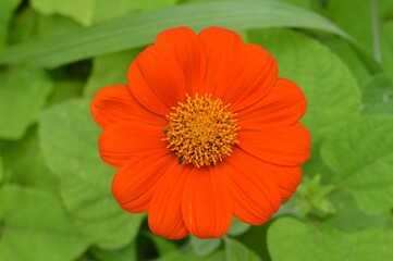 orange flower in the garden
