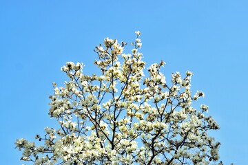 blossoming apple tree