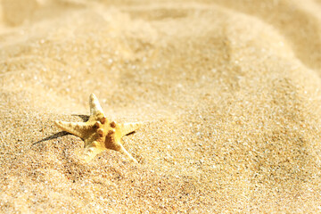 Starfish on a sand beach with copy space for text. Summer background