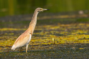 Squacco heron, ardeola ralloides, stretching its neck while standing in a shallow water of wetland with green vegetation floating on surface. Wild bird with golden colored feathers in a marsh from low
