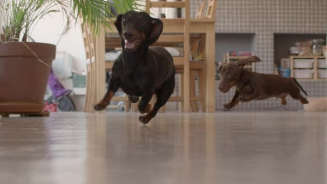 Two small weiner dogs are happy playing in the kitchen. Black and chocolate puppy enjoying the time together running to the camera in slow motion. Down view high quality still shot video.