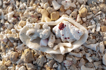 Dead coral on sand. big part of dead coral on the beach on the background of sand. dead coral on a beach or seashore in gray and brown color texture and pattern tropical beach. horizontal image