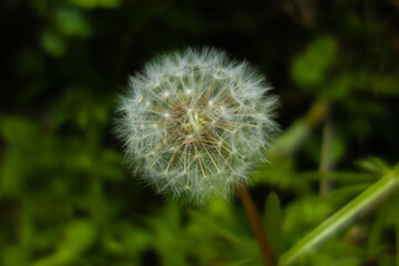 a fully open Dandelion (Taraxacum officinale) seed head isolated on a natural gren background