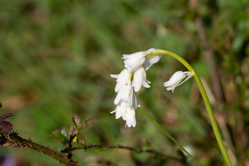 a genetic mutation creating a white Common Bluebell (Hyacinthoides non-scripta) isolated on a natural green background