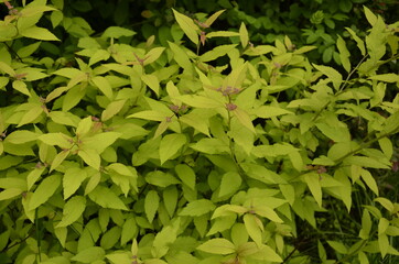 Green plants with small leaves