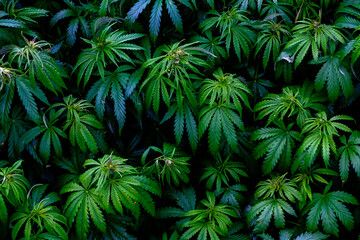 Young plants Cannabis indica and Cannabis sativa, on a plant pattern on a black background.
