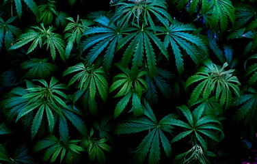 Naklejka na ściany i meble Young plants Cannabis indica and Cannabis sativa, on a plant pattern on a black background.